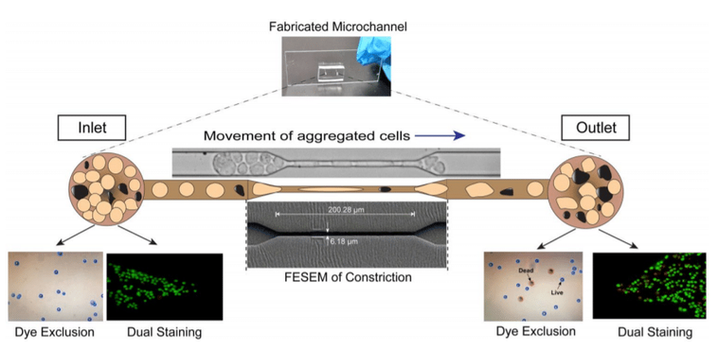 Live and metastatic cells can be observed after passing through a constriction