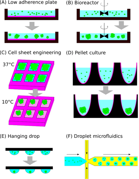 Main approaches used to generate spheroids