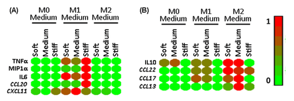 Sandwich ELISA and Quantitative RT-PCR for pro- or anti-inflammatory markers
