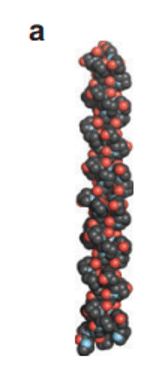 Figure 7. Collagen triple helix. Shoulders and Raines (2009)