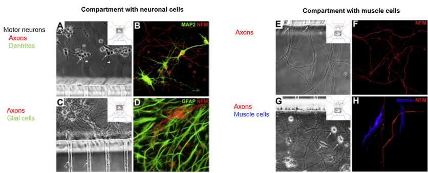 Compartmented co-cultures of glial and muscle cells added with motor neurons on microfluidic chambers