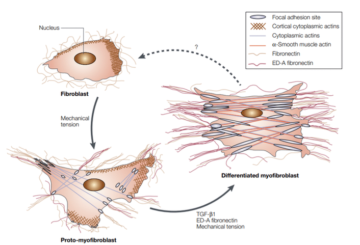 Figure 4. Model of fibroblast differentiation into myofibroblast. Tomasek et al. (2002)