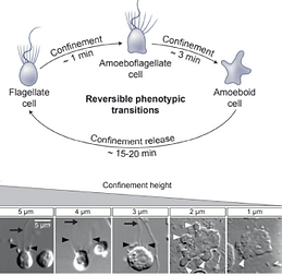 Cells undergo phenotypic transition in response to confinement height