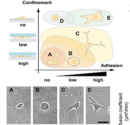 Cell migration phenotype behaviour is affected by degree of confinement height and adhesion