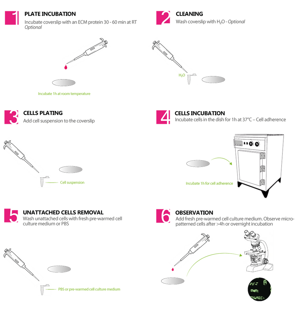 Coverslip-protocol