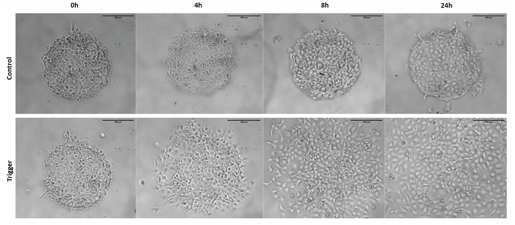 Time lapse of Mesenchymal Stem Cells migration on 4Dcell dynamic micropatterns