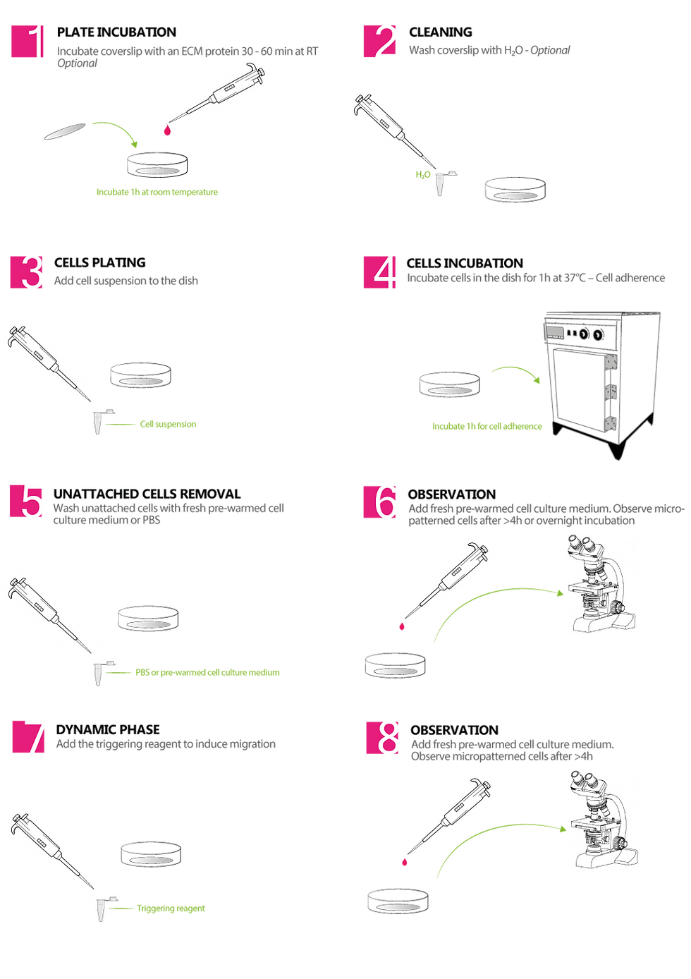 Dynamic micropatterning protocol