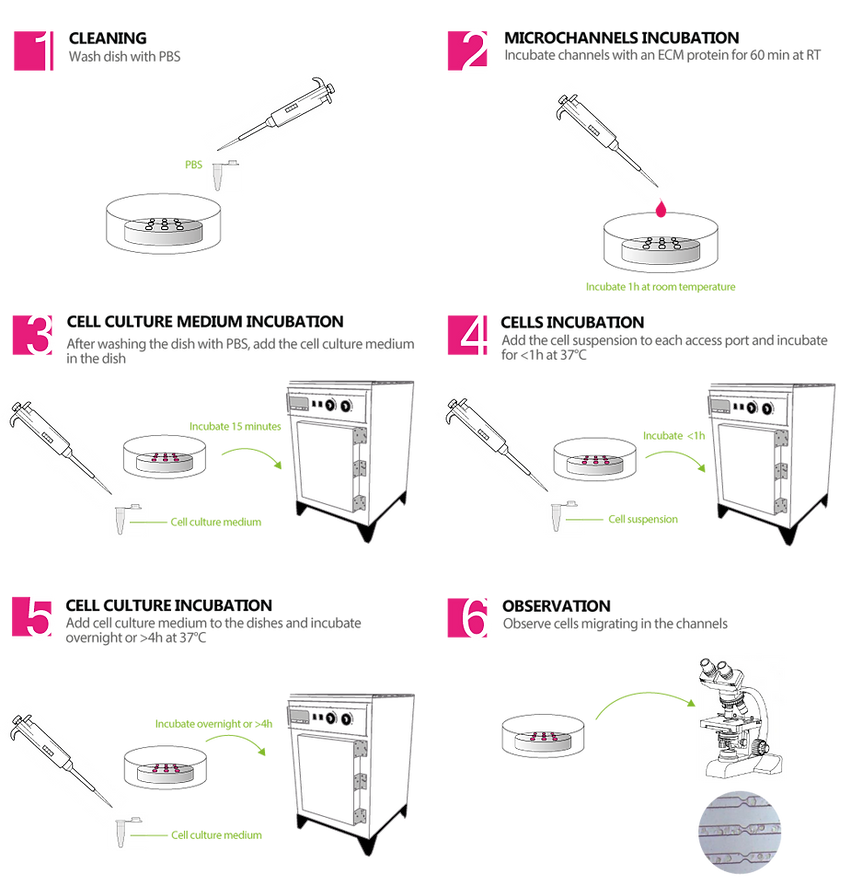 Microchannels-in-dish-protocol