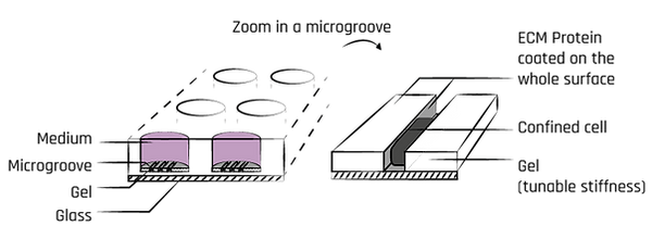 Microgroove-scheme