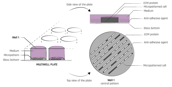 Micropatterns action principle