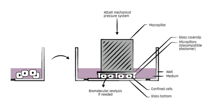Cell confinement action principle