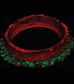 SH-3D-ring-photo.png
