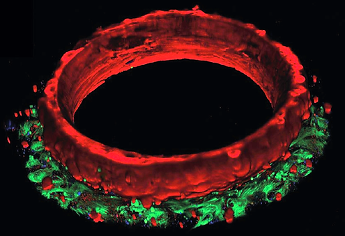 3D modelisation of the 4Dcell SmartHeart