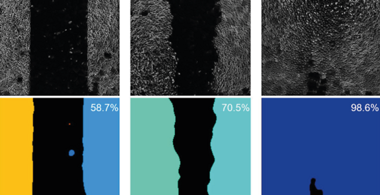 Wound healing assay